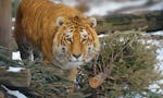 Tiger World 2017 calendar image