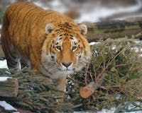 Tiger World 2017 calendar media 1