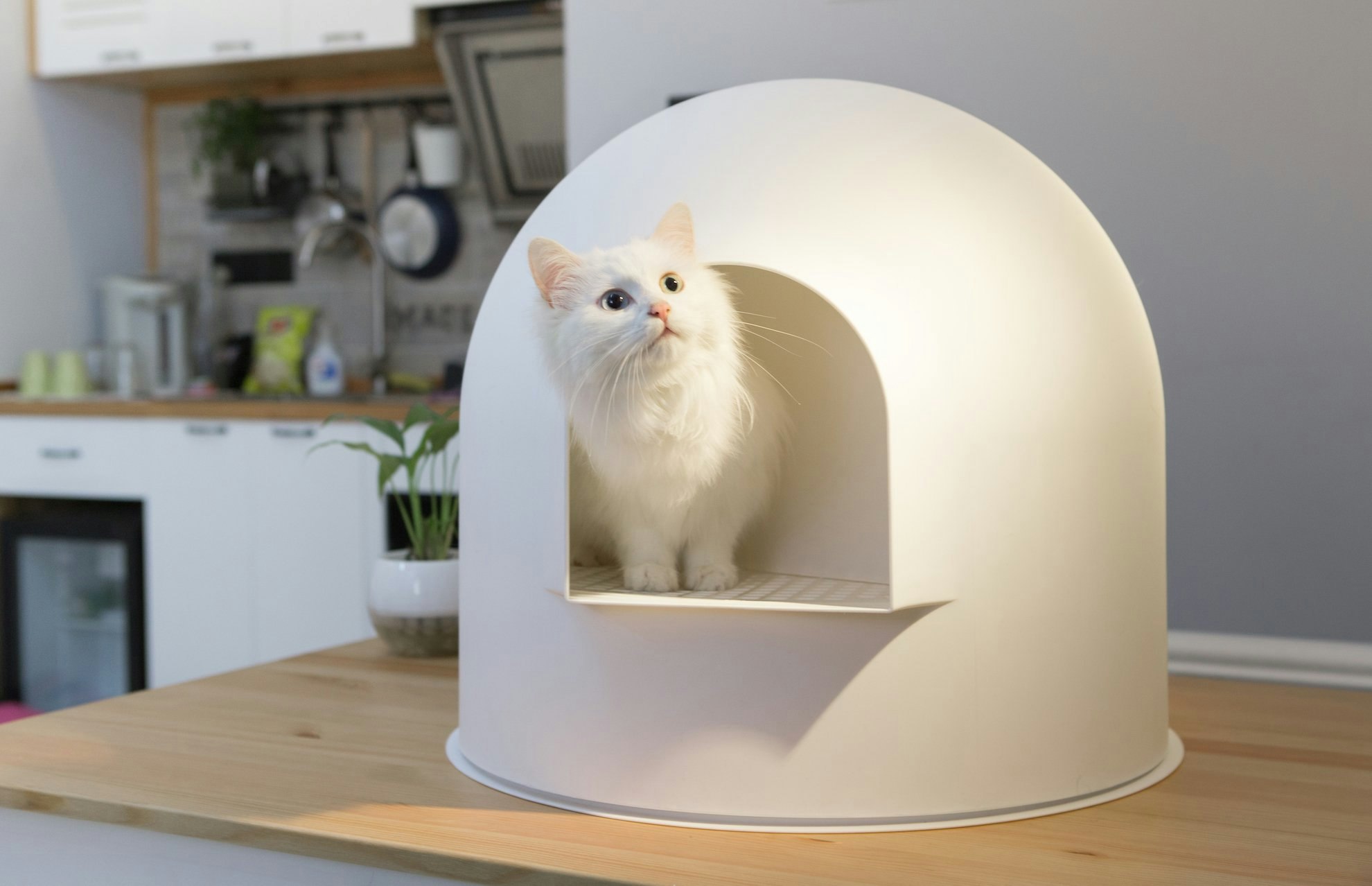 Want an invisible litter box? - try this! pidan igloo litter box gallery image