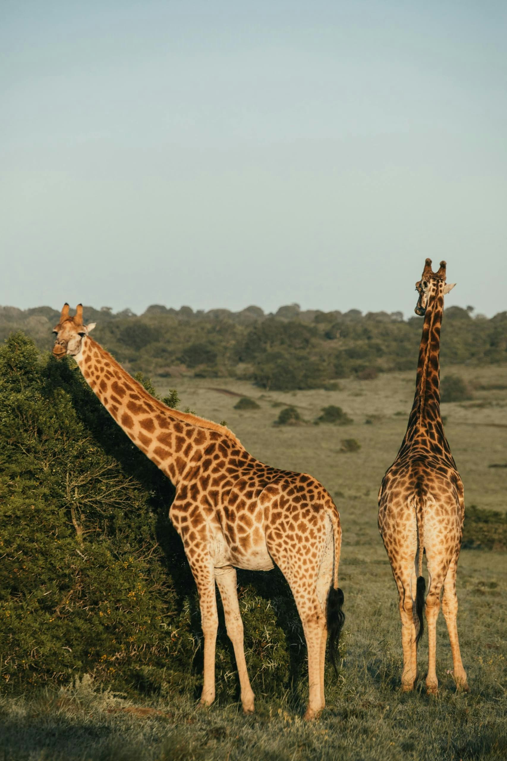 Africantrust Safari gallery image