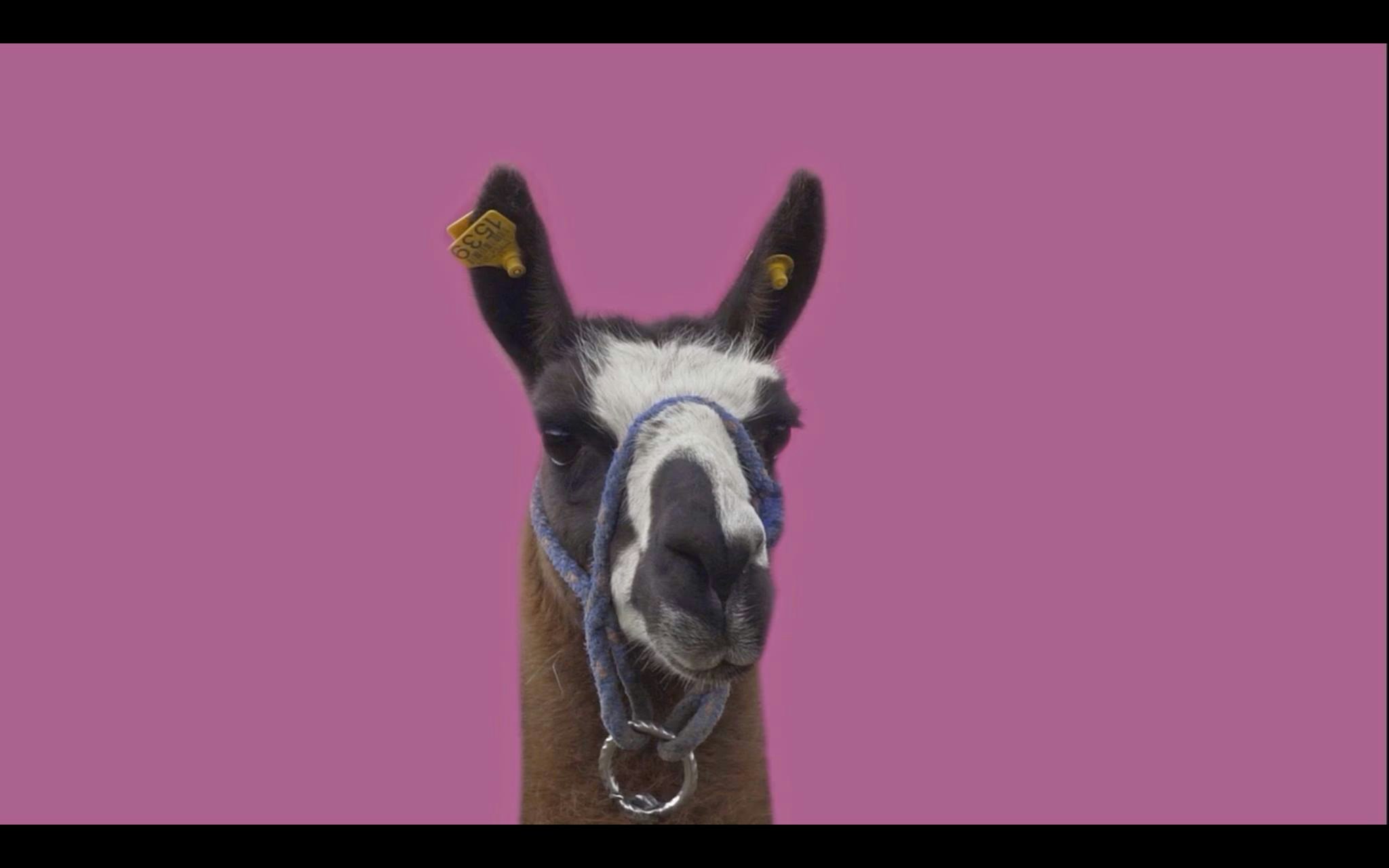 ADOPT A LLAMA gallery image