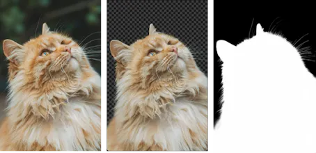 withoutBG API gallery image