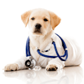 Vet Triage Chat Bot