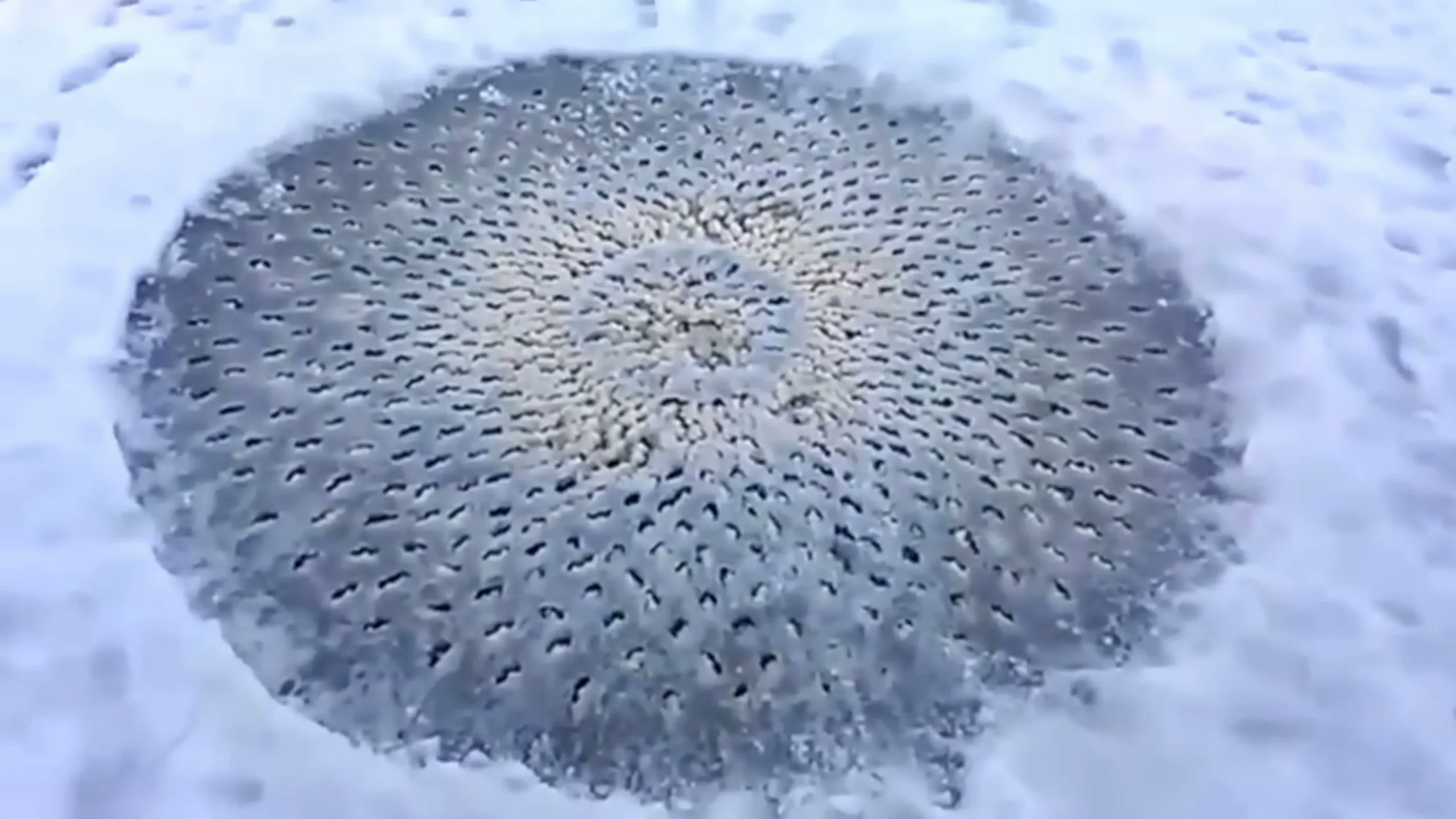 The scariest things found frozen in ice - The scariest things found frozen in ice media 2