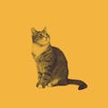 TabbyNote