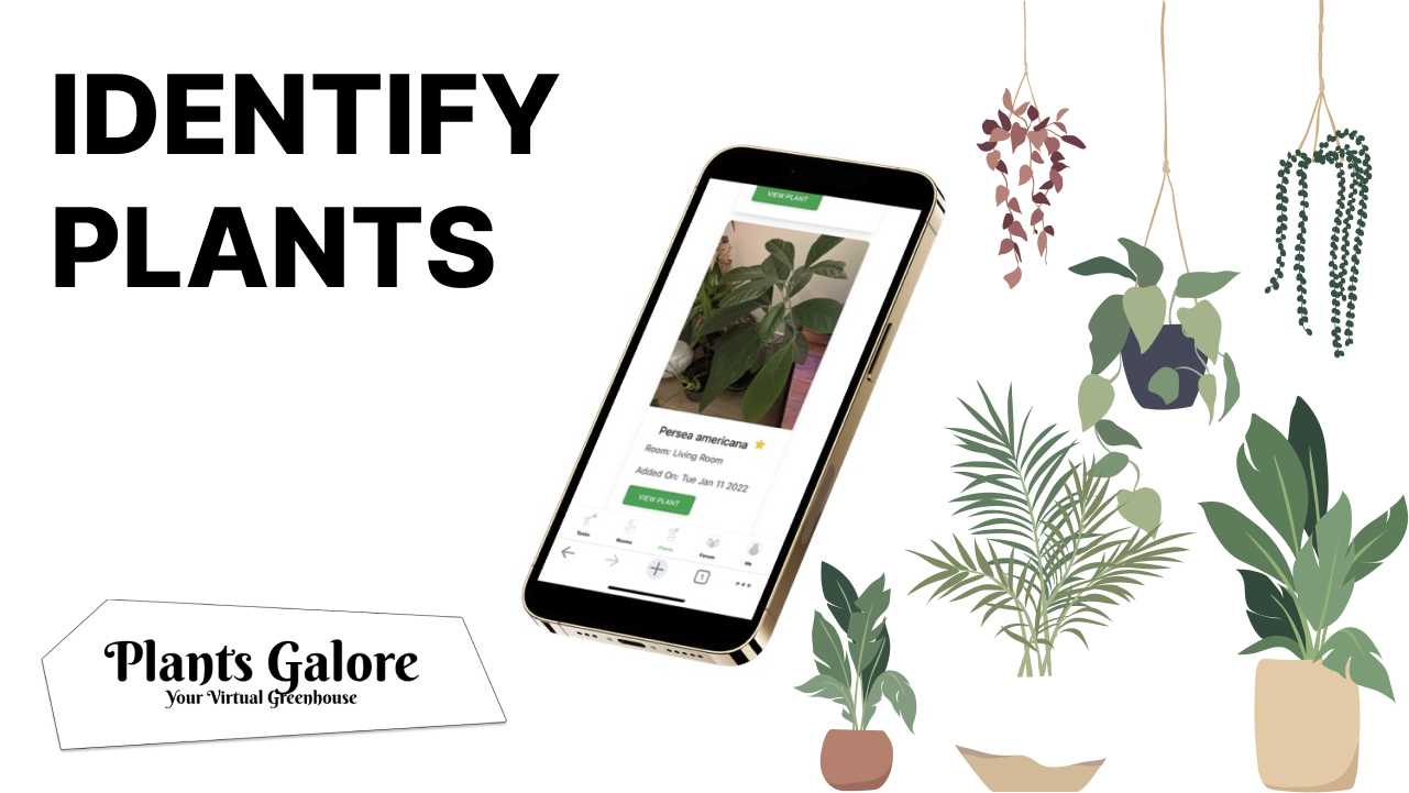 PlantsGalore gallery image