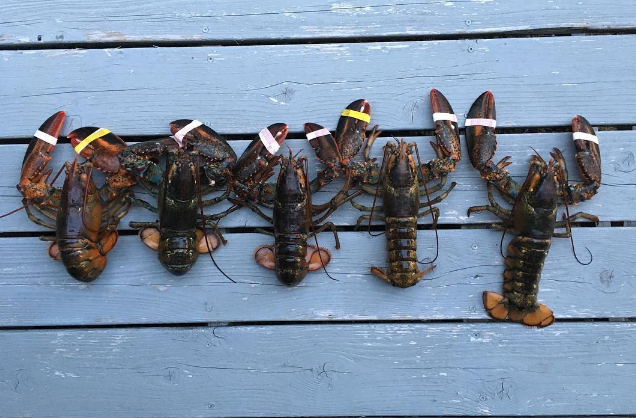 Haywheel gallery image