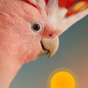 Bird Rise