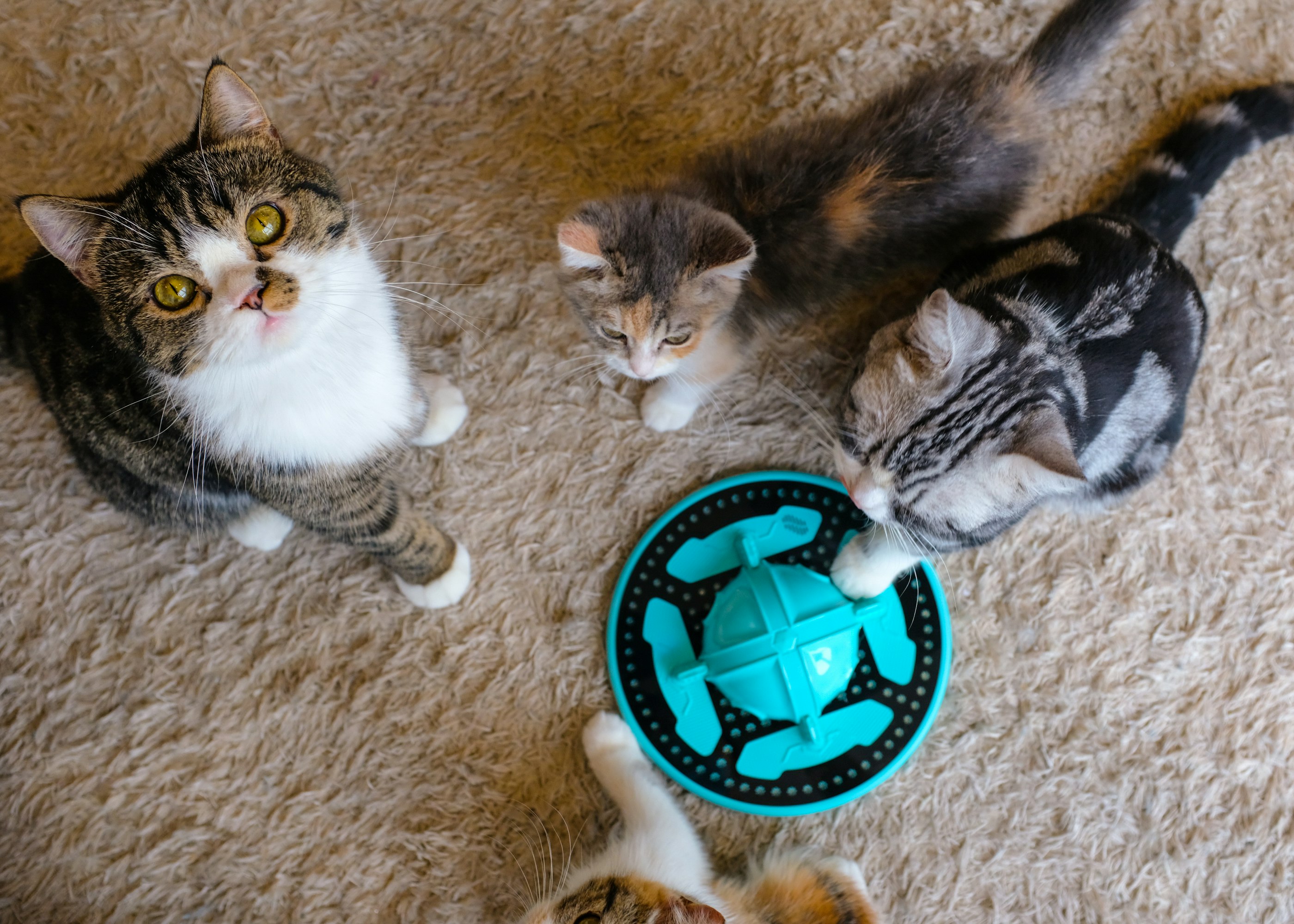 TrickyPaw gallery image