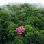 Tree The World