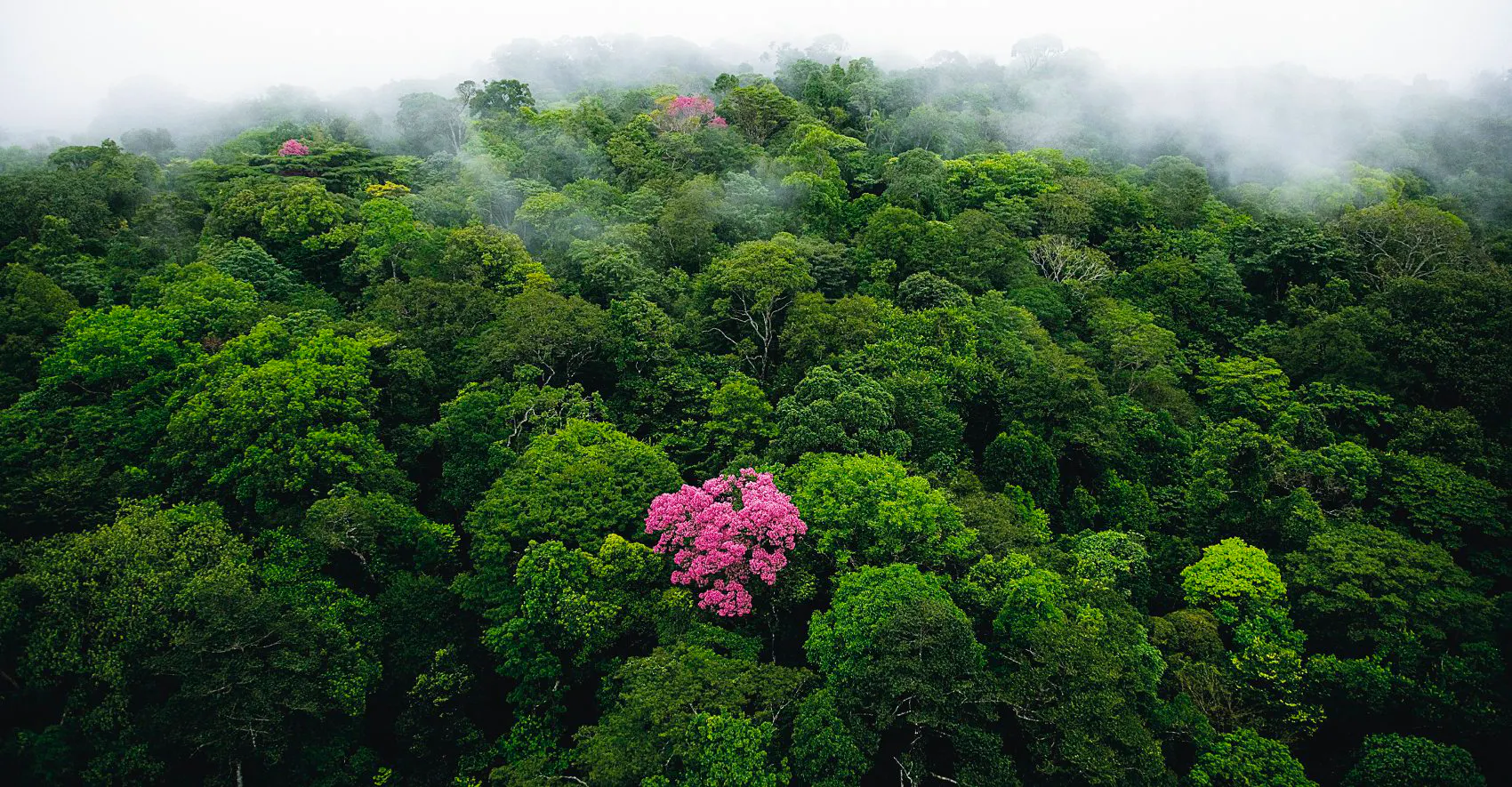 Tree The World