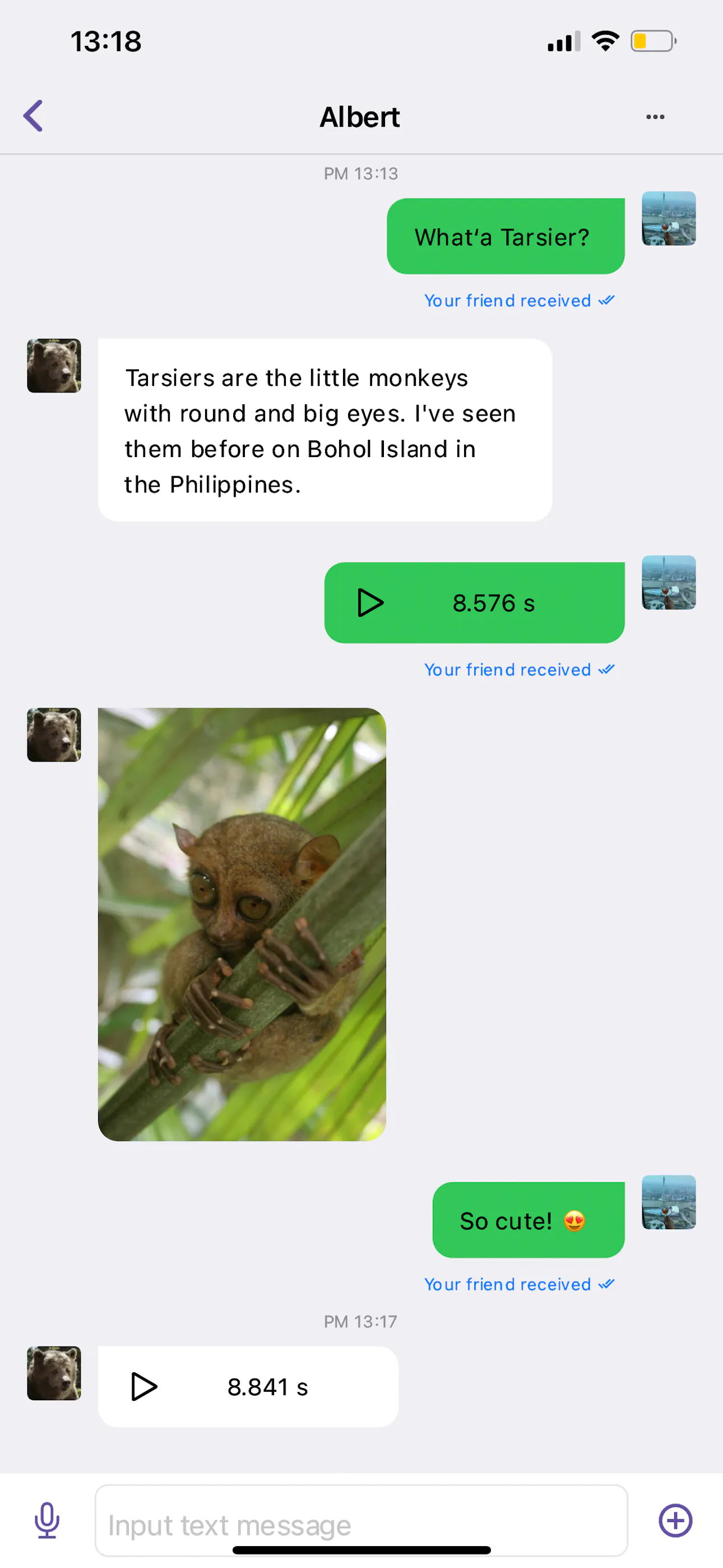 Tarsier gallery image