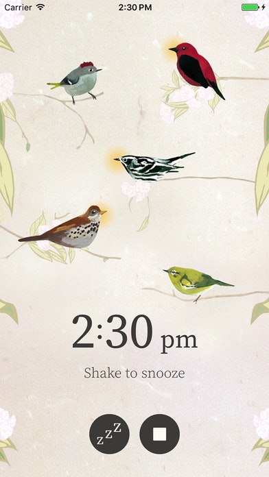 Dawn Chorus gallery image