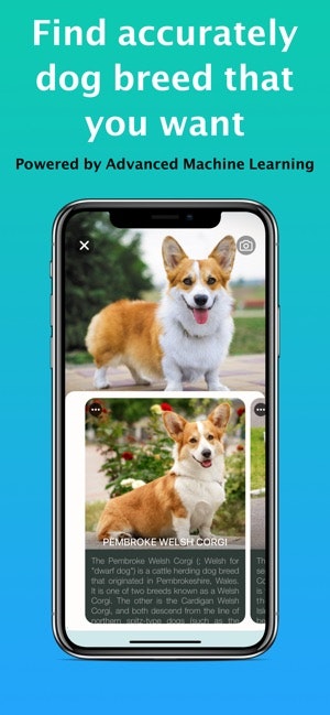 Dog Identifier - Dog Scanner gallery image