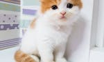 scottishfold  munchkin kittens image