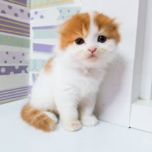 scottishfold munchkin kittens gallery image