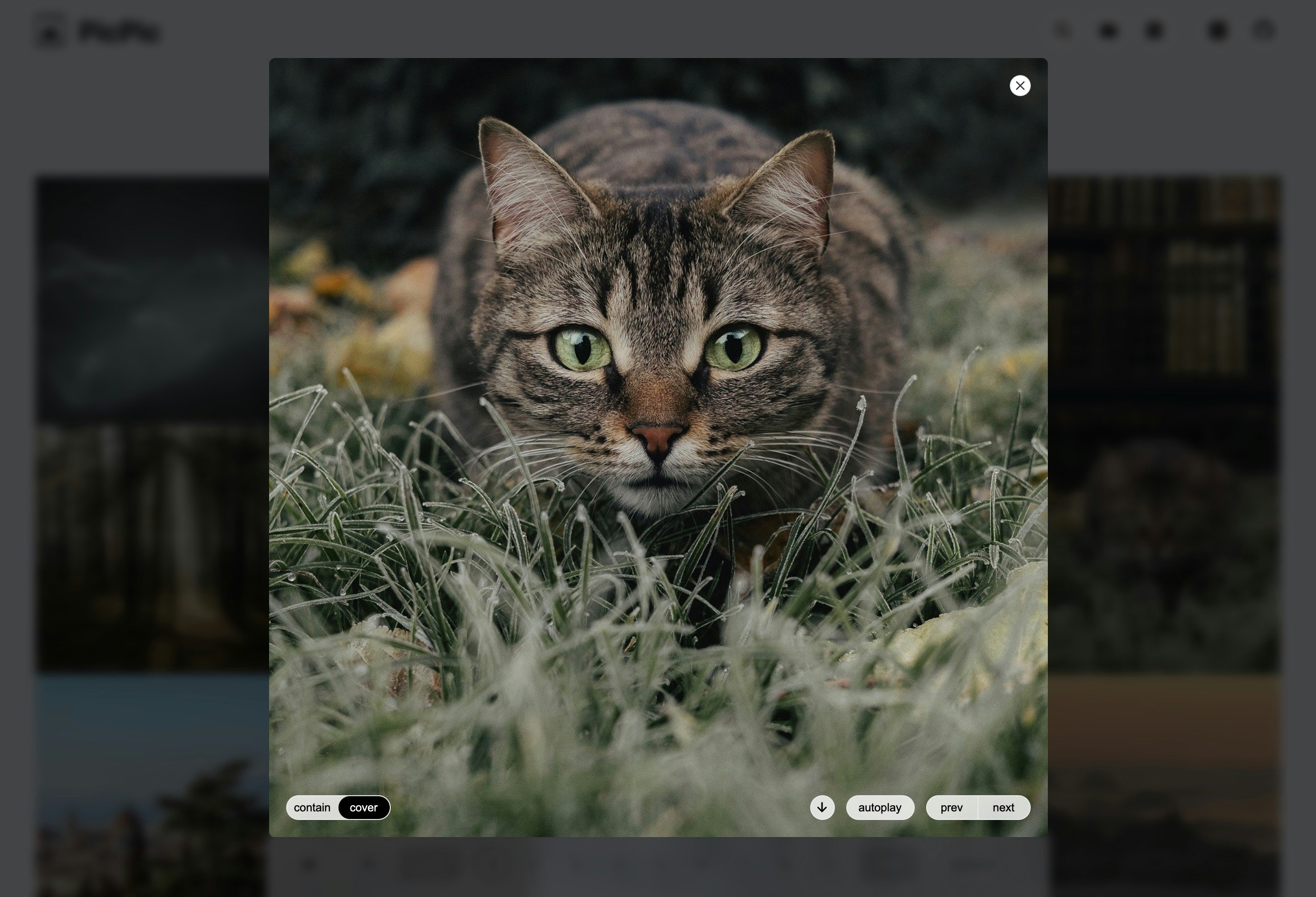 picpic gallery image