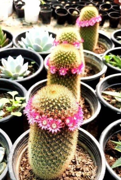 Comprar plantas suculentas en línea - Comprar plantas suculentas en línea media 2