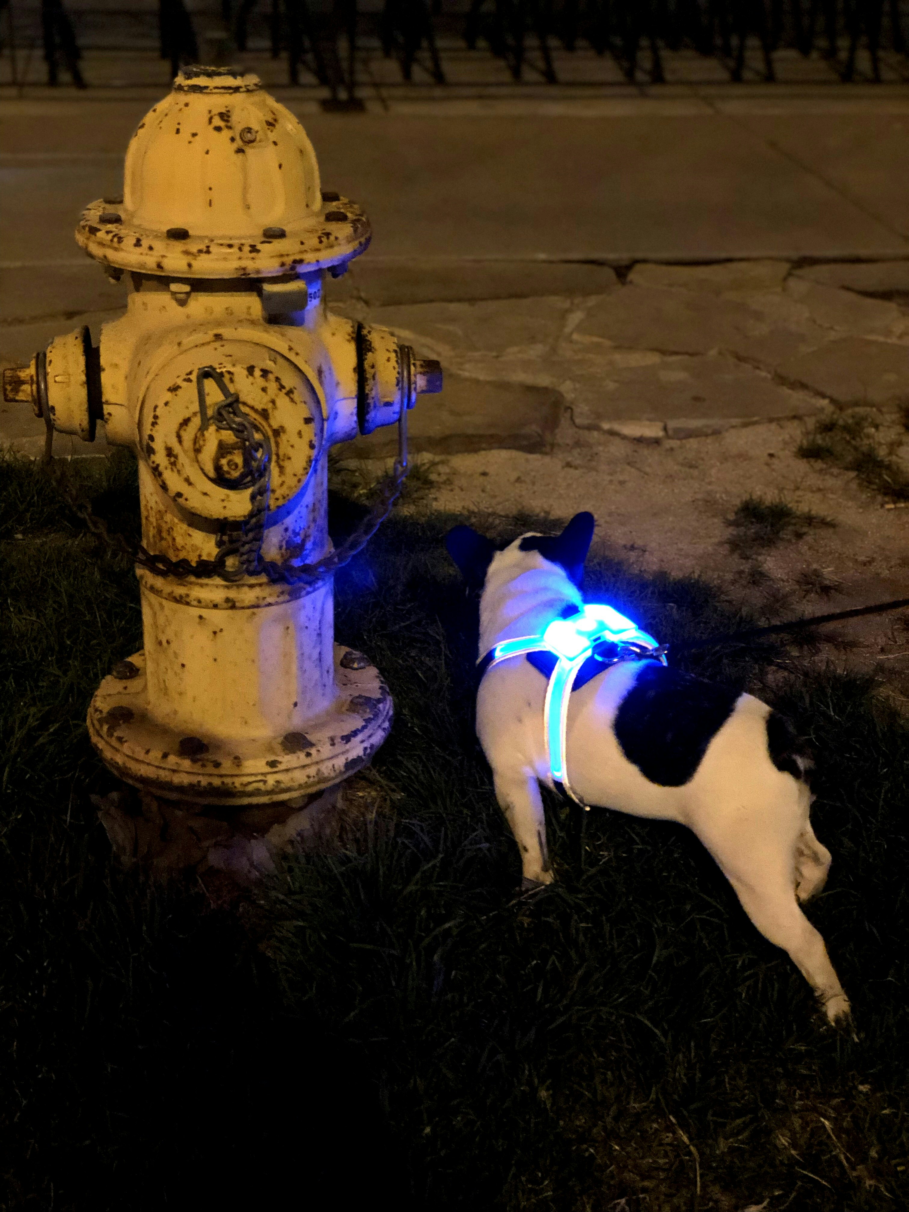 SpaceDog™ Harness gallery image