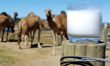 Camel Milk gallery image