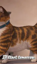 Chonky Cat gallery image