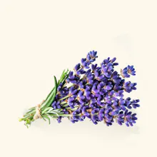 100% Pure Lavender Essential Oil gallery image