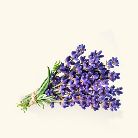 Mídia 1 de Óleo essencial de lavanda 100% puro