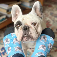Custom Face Socks - Pup Socks gallery image