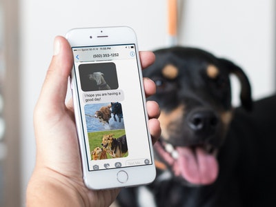 Cocoa.dog Product Information, Latest Updates, and Reviews 2024 Product Hunt