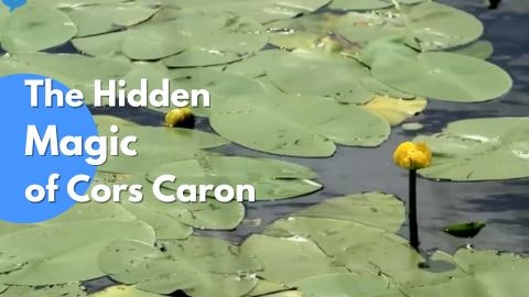 bab.la gallery image