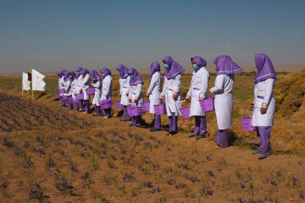 Saffron gallery image