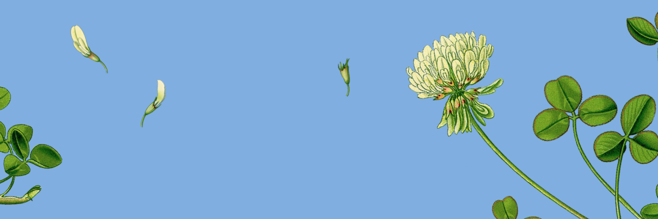 ProductHunt banner for @greenhouse