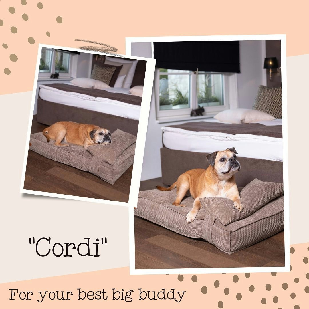 Cordi - Khaki media 2
