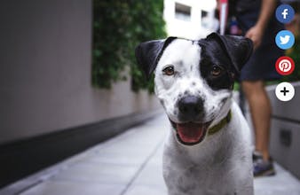 plusimg gallery image