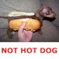 Not Hotdog Tutorial 🌭