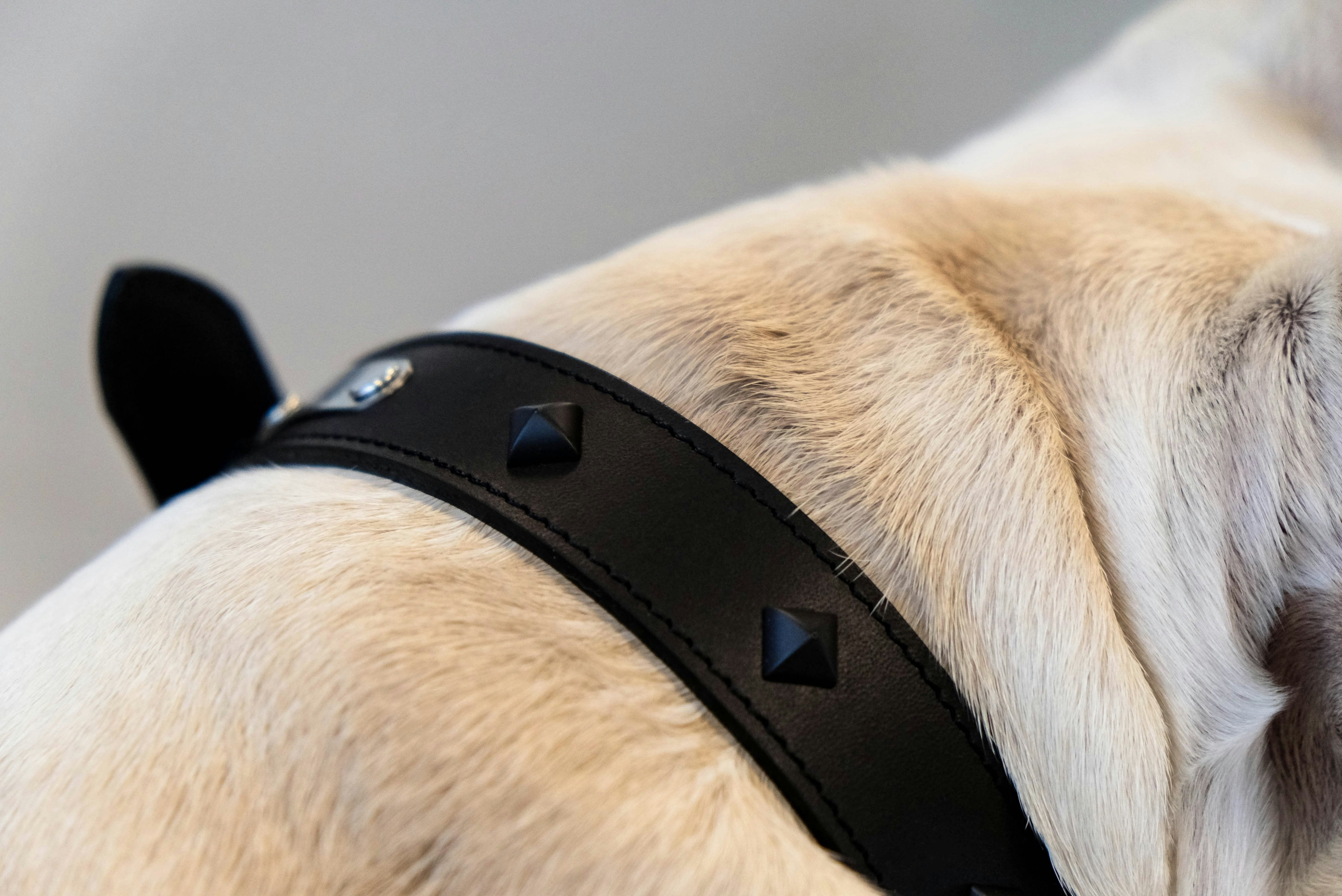 Branco gallery image