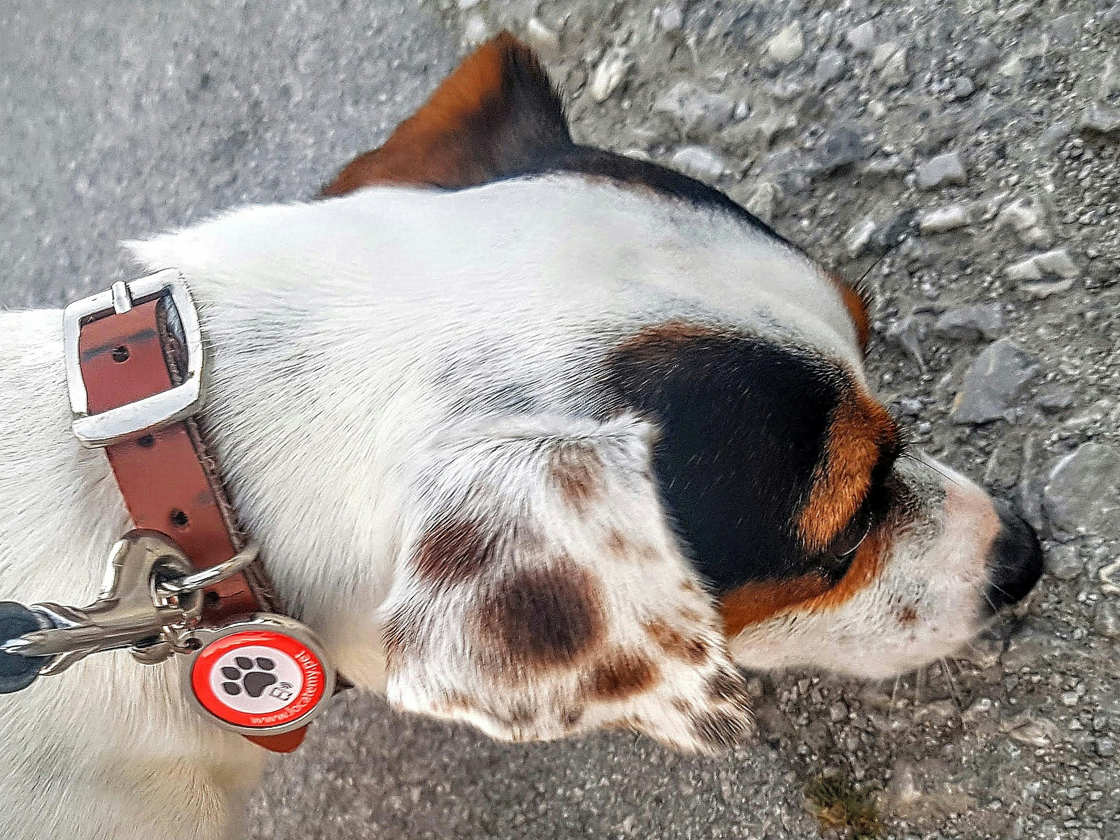 A simple pet locating device gallery image