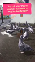 Pigeon Panic! gallery image