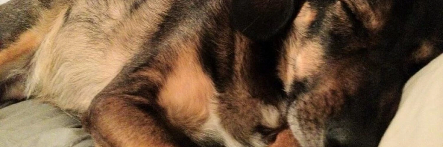 Daniel Schwartz cover