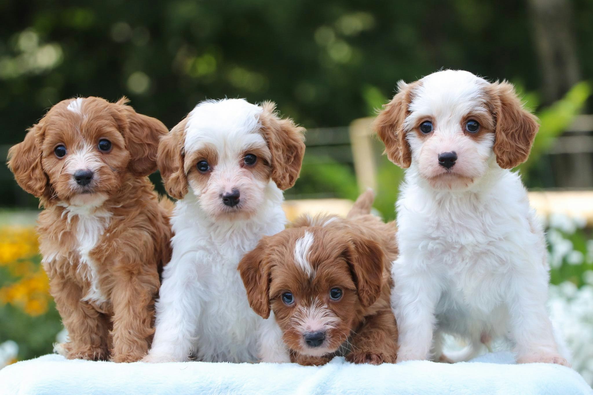 Cachorros arriba y fuera