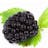 Ponca Thornless Blackberry Plants