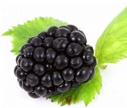 ポンカとソーンレスブラックベリー植物