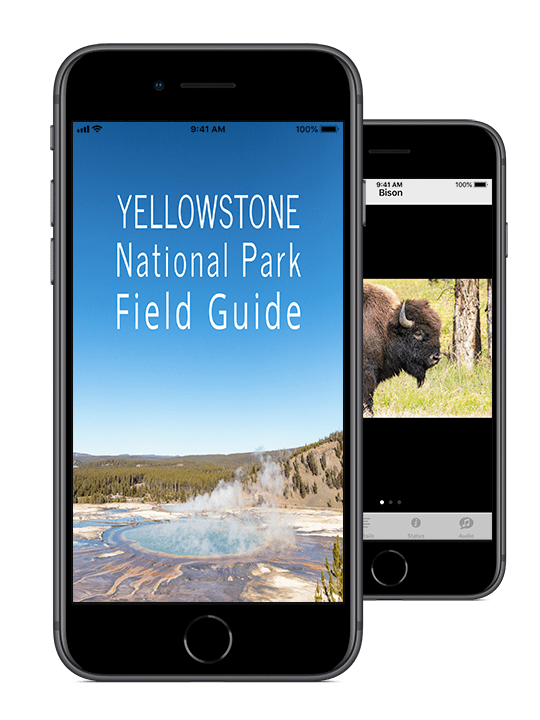 Yellowstone NP Field Guide