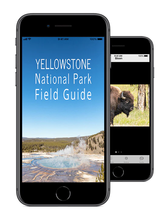 Yellowstone NP Field Guide