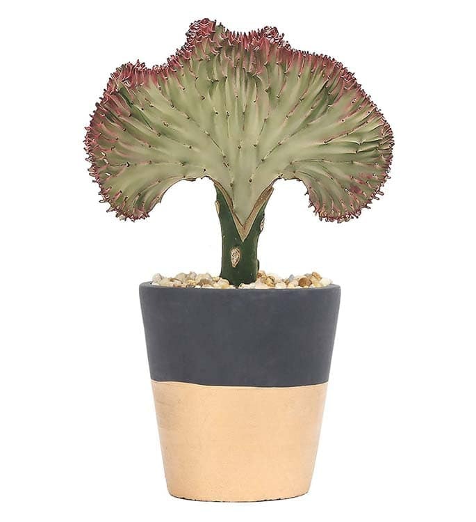 Coral Cactus Live Indoor Tabletop Plant
