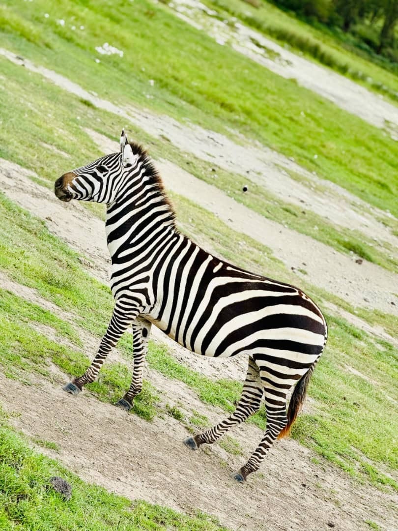 Africantrust Safari gallery image