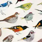 Dawn Chorus