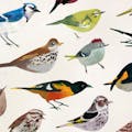 Dawn Chorus
