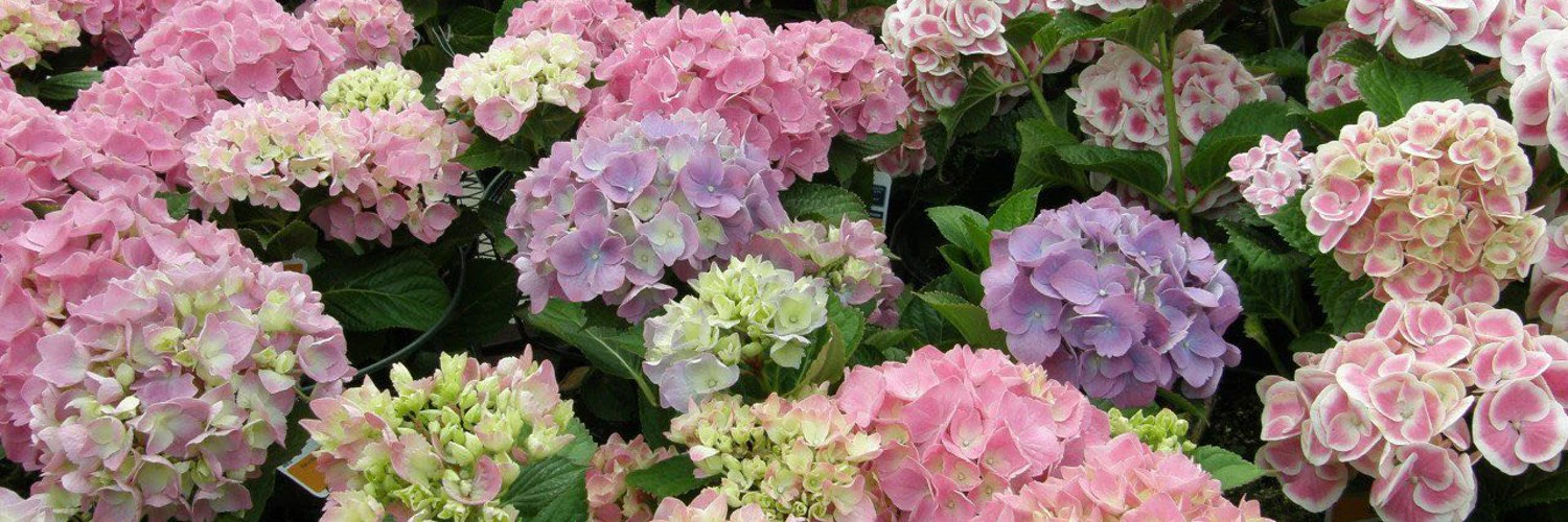 Andrei Getsman cover