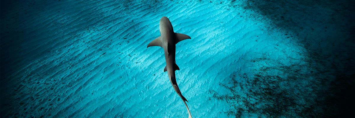 Eustache Thomas cover